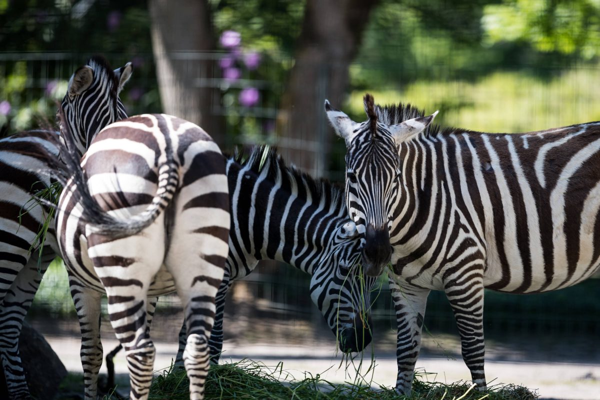 Überraschung bei den Zebras im Zoo Dortmund.