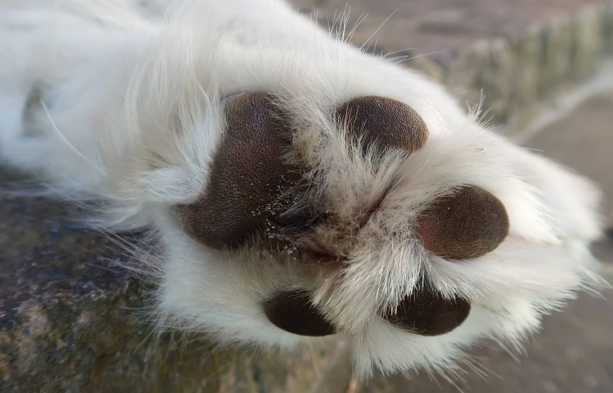 Hund treibt tot in NRW-Gewässer – Tierheim fassungslos: „Wie grausam muss man sein?“