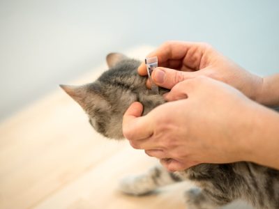 Tierheim Bochum Katze