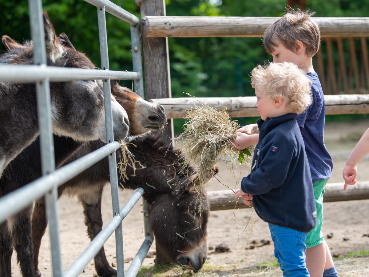 Die familienfreundlichsten Zoos in Deutschlands