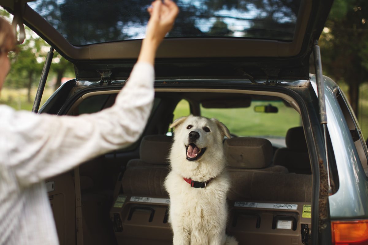 Rücksitzbank Hund – Die 15 besten Produkte im Vergleich