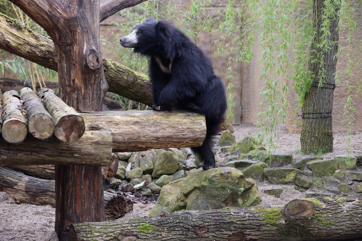 Zoo in NRW: Allwetter Zoo lockt mit Rabatten