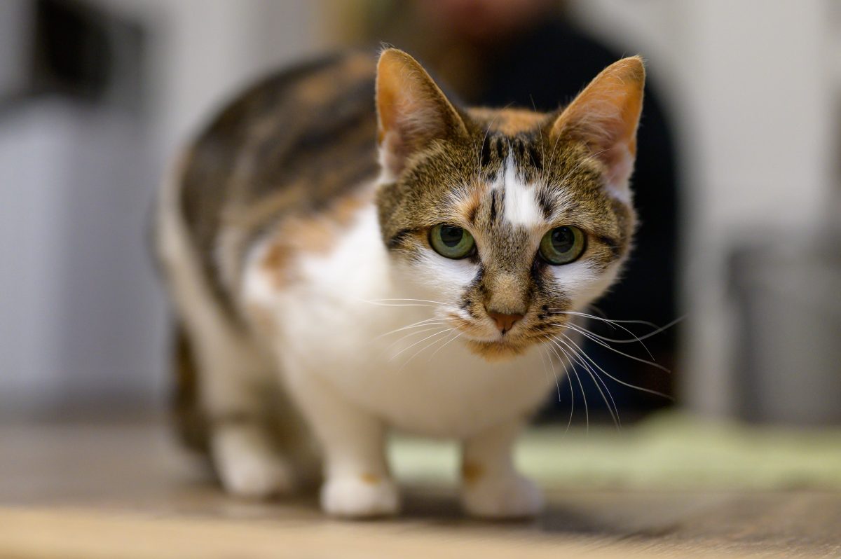 Tierheim in NRW rettet Katze aus Messie-Hölle – ihr Anblick bricht den Pflegern das Herz