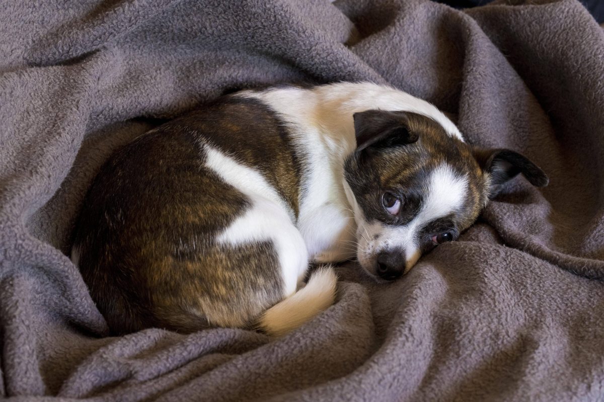 Tierheim Essen: 145 Chihuahuas gefunden