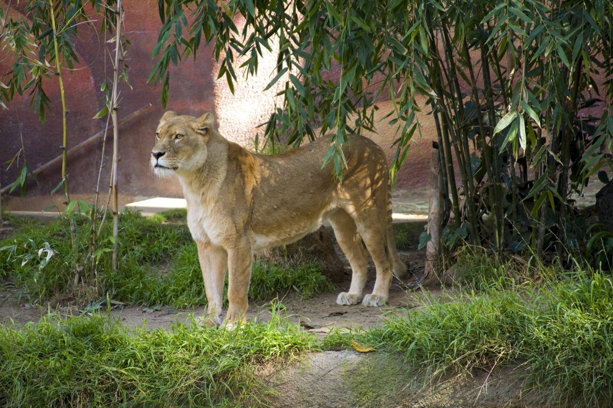 LÃ¶win im Zoo in NRW