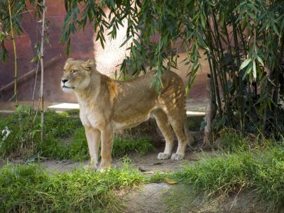 Löwin im Zoo in NRW