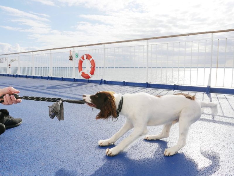 Kreuzfahrt mit Hund: Wo sind die Vierbeiner Willkommen und welche Regeln gibt es?