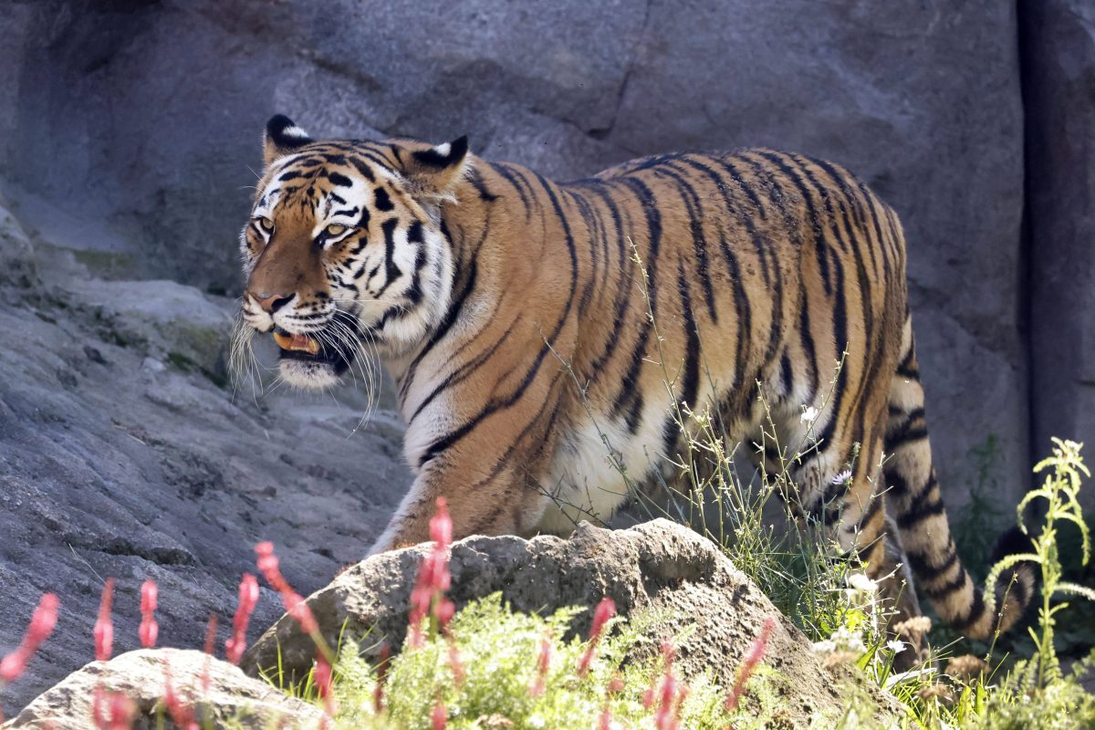 Tigerdame Katinka im Zoo Köln (NRW) im September 2023.
