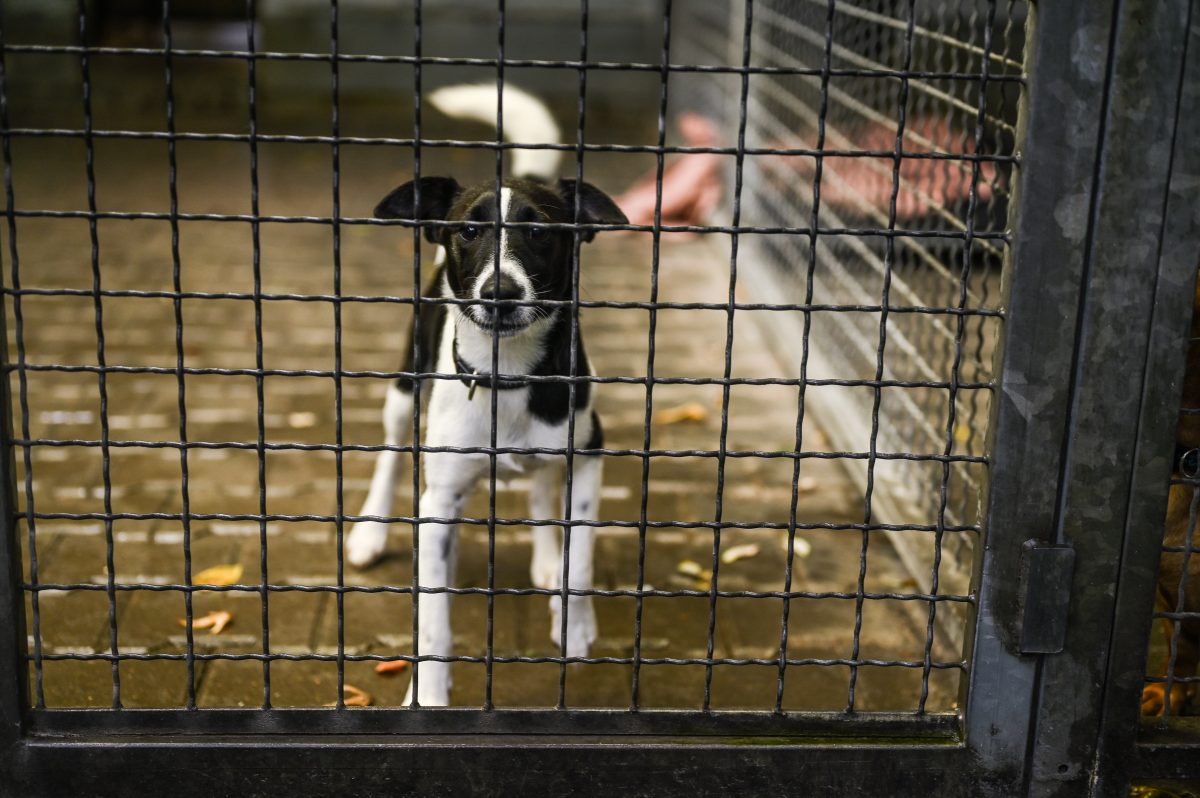 Ein Tierheim in NRW berichtet von einem Hunde-Schicksal. (Symbolfoto)