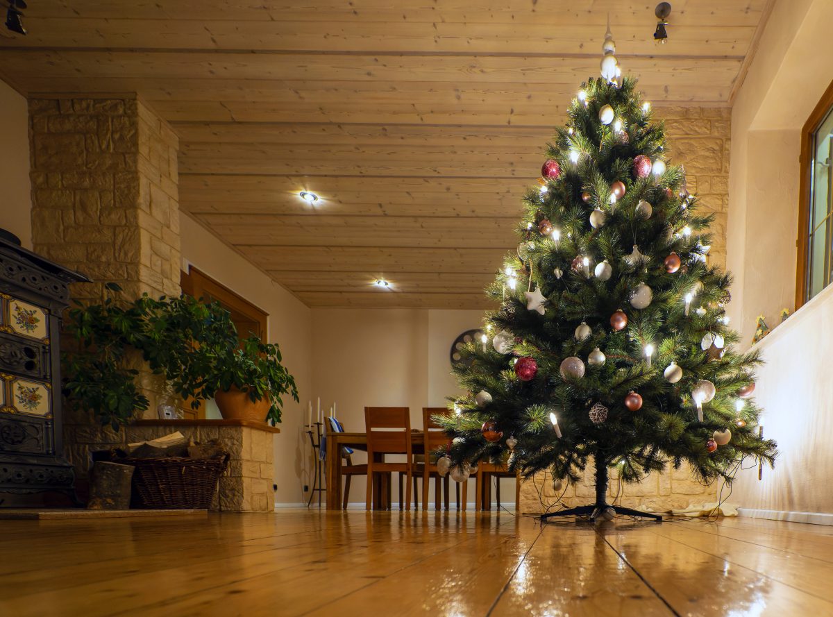 Viele Menschen wissen nicht, dass sie sich durch ihren Weihnachtsbaum viele tierische Bewohner ins Wohnzimmer holen.