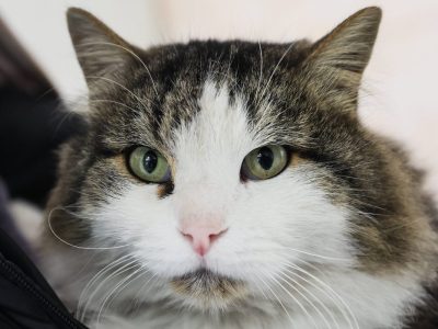 Tierheim in NRW versucht Katze zu vermitteln