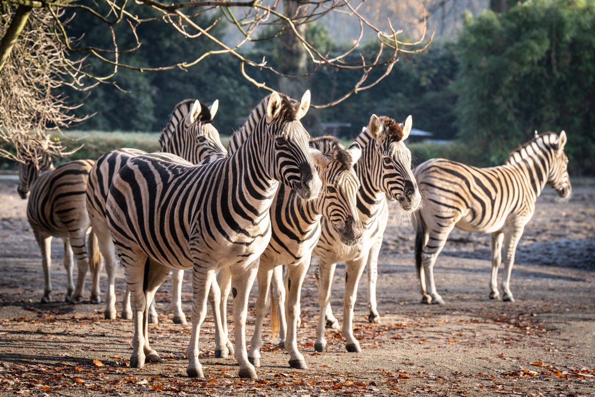 Zoo Duisburg: dieses Ereignis rührt zu Tränen