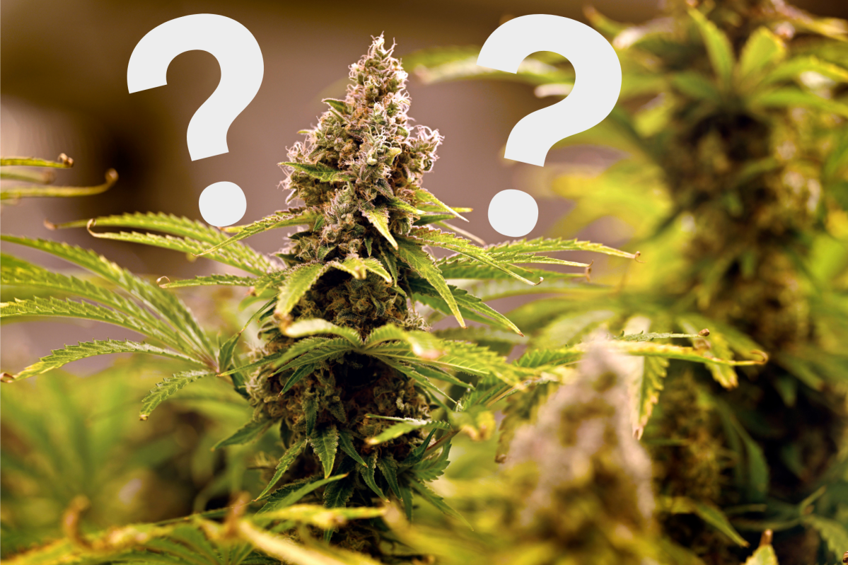 Wegen eines BKA-Papiers steht das Cannabis-Gesetz in der Schwebe.