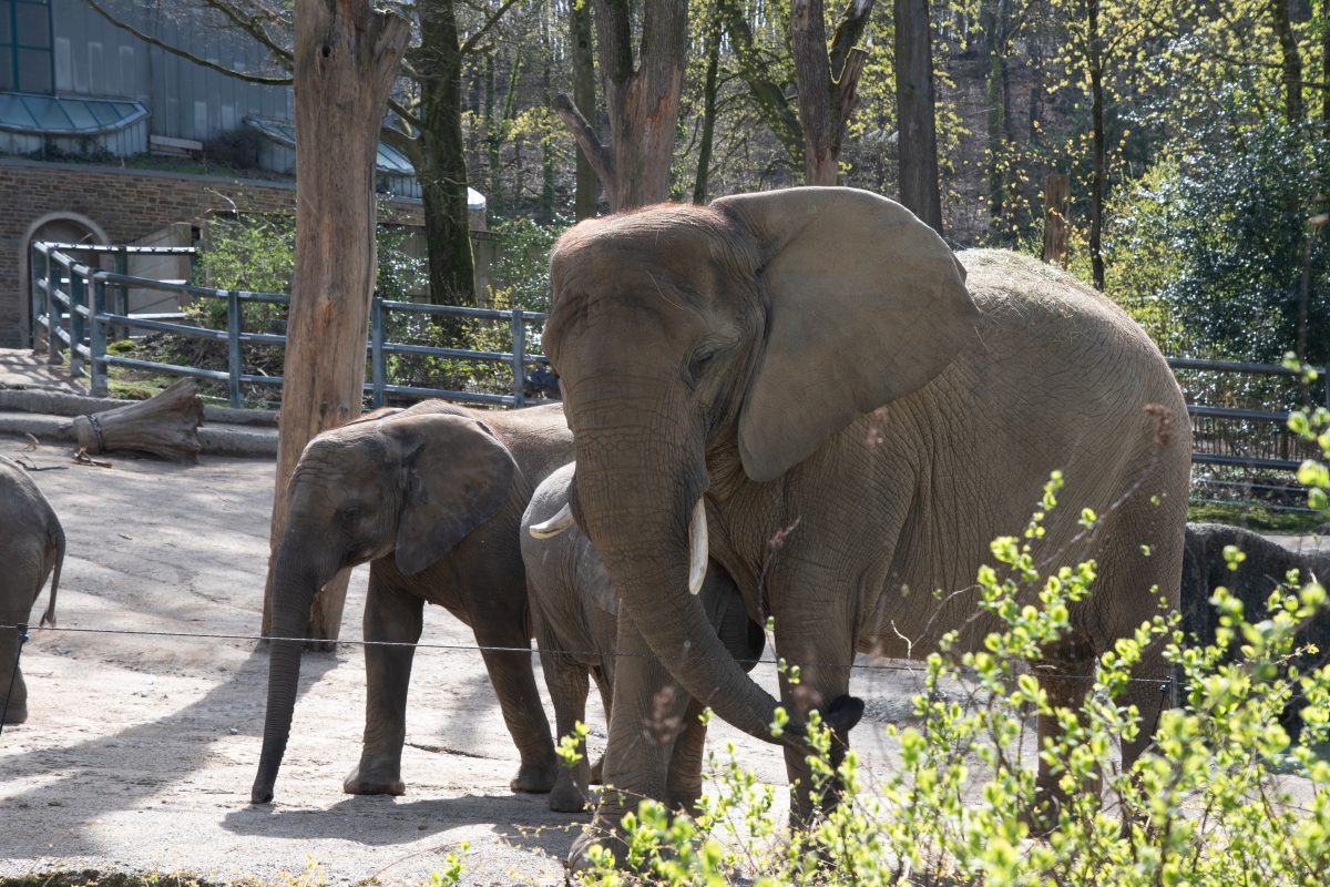Zoo Wuppertal: Beliebte Tiere müssen plötzlich Gehege verlassen – das steckt dahinter