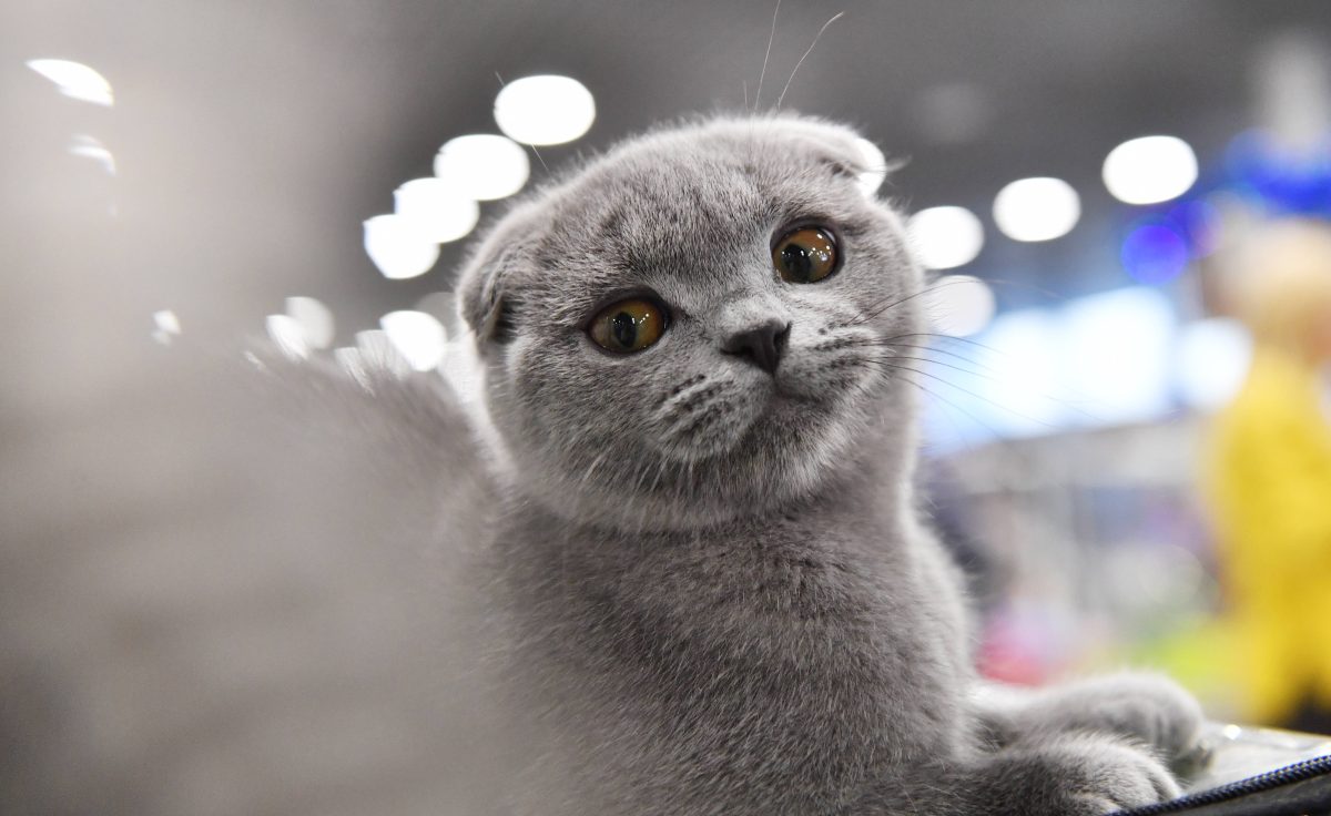 In einem Tierheim in NRW wurde eine Fundkatze abgegeben, die TierschÃ¼tzer vermuten lÃ¤sst.
