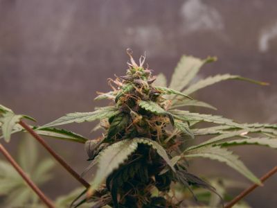 Was ist bei der Legalisierung des Cannabis-Gesetzes für Konsumenten erlaubt?