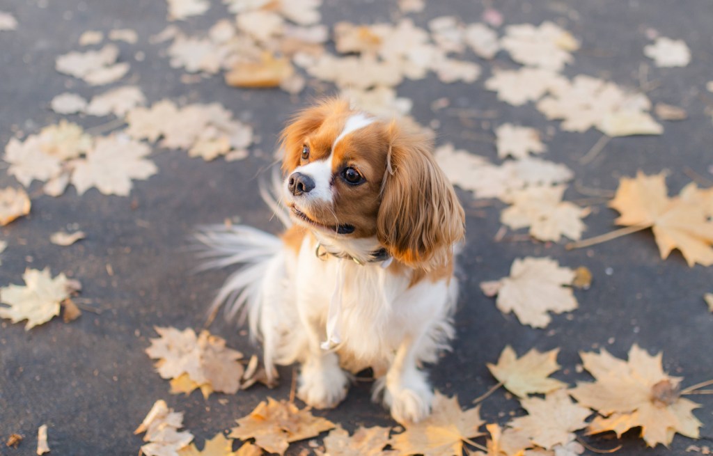 Hund sitzt auf Asphaltboden und Herbstlaub.