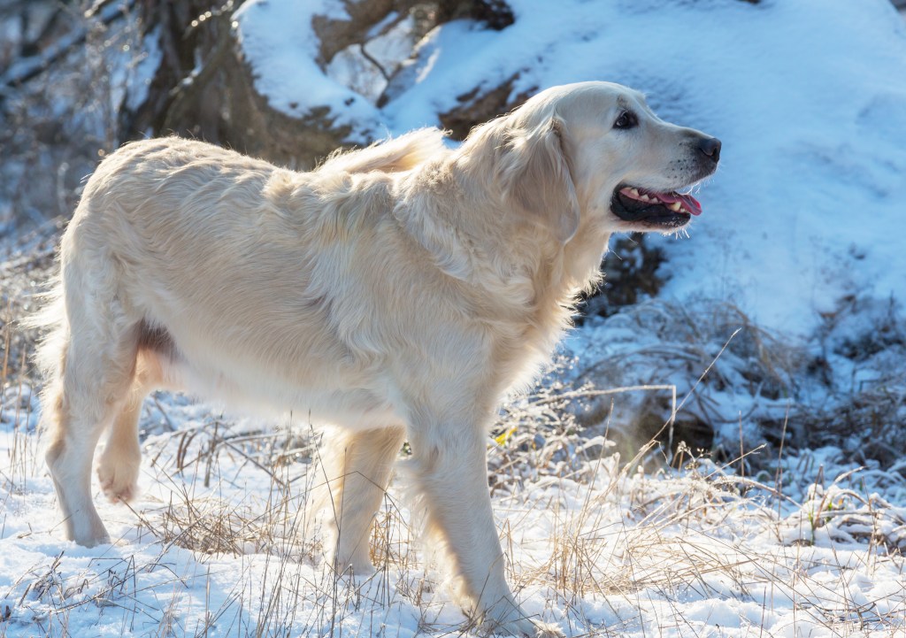Hund in schneebedeckter Berglandschaft.