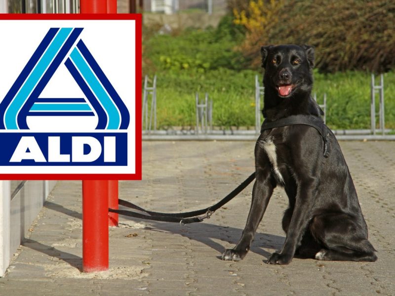 Hund vor Aldi in NRW angeleint – als sein Herrchen zurückkehrt, trifft es der Schlag