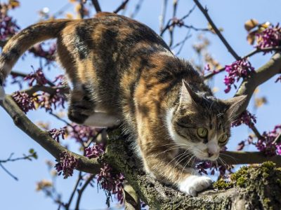 Tierheim in NRW: Katze geht auf Hunde los