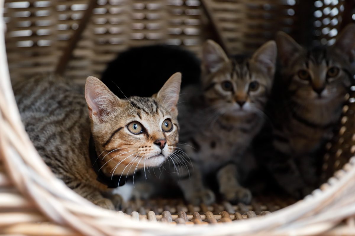 In NRW wurden Kätzchen vor dem sicheren Tod gerettet.
