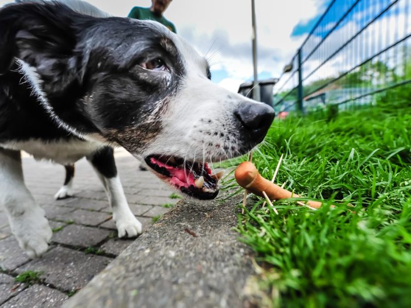 Hunde-Hasserin in NRW geschnappt – ihre Taten sind unbegreiflich