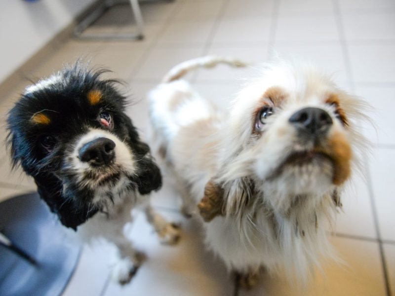 Hund aus Dortmunder Wohnung befreit – ein Blick auf seine Haut entsetzt! „Sehen wir zum ersten Mal“