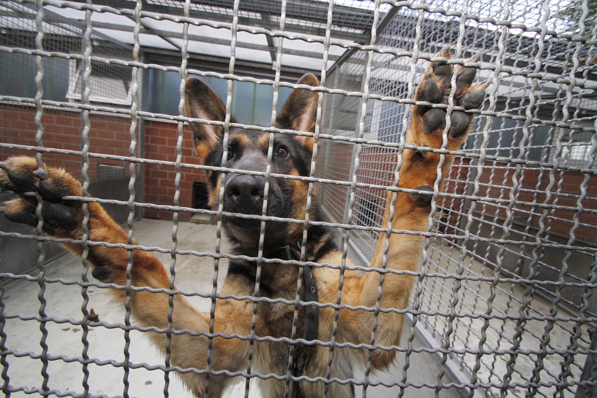 Tierheim Bochum: Hund abgeschoben