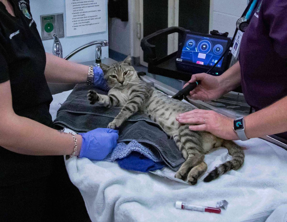 Tierheim in NRW: Katze macht Röntgenbild unter Schmerzen