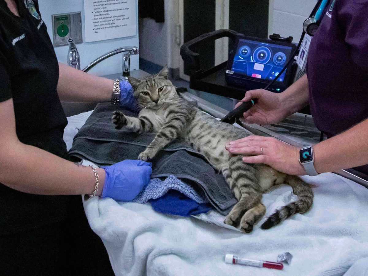 Tierheim in NRW: Katze macht Röntgenbild unter Schmerzen