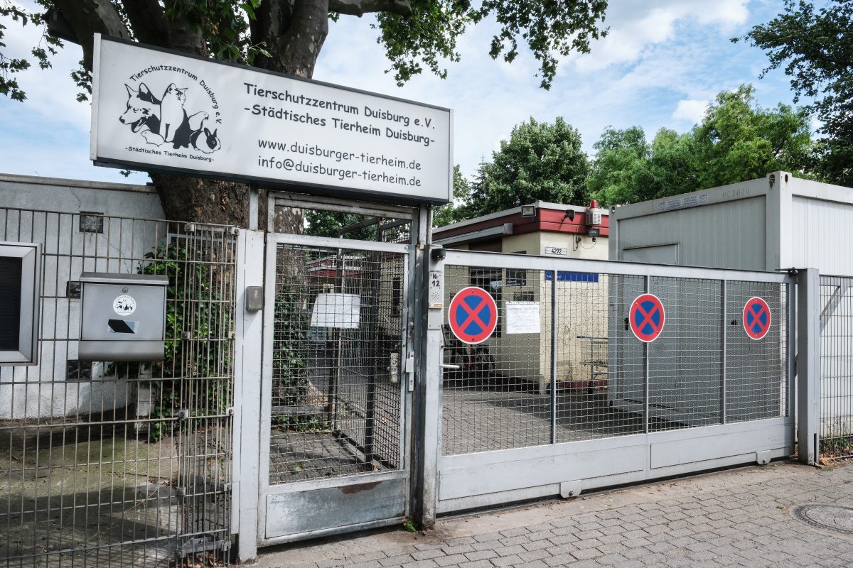 Das Tierheim Duisburg hat Tiere aufgenommen, deren Geschichte mittnimmt.