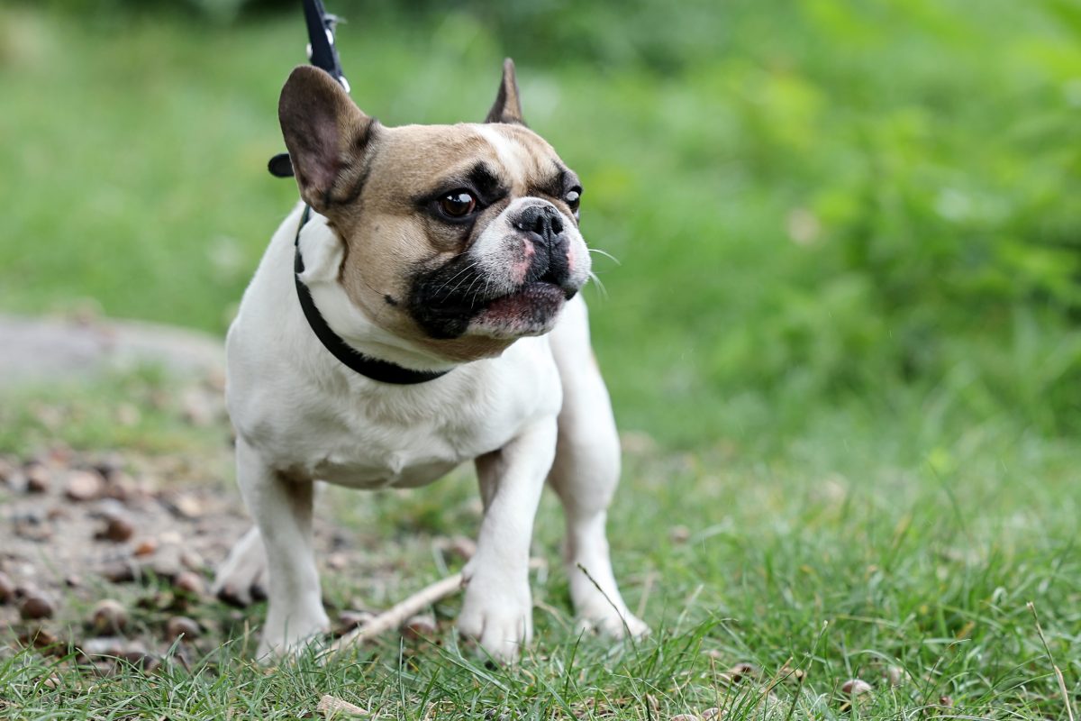 Tierheim in NRW nimmt Hund auf – Pfleger äußern üblen Verdacht: „Völlig verstört“