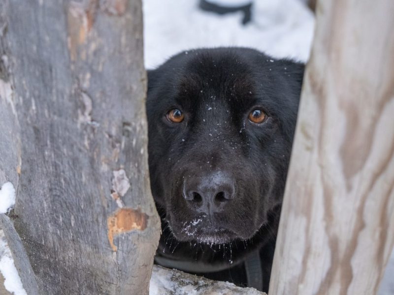 Hund in Oberhausen mit bitterem Schicksal – „Wurde immer übersehen“