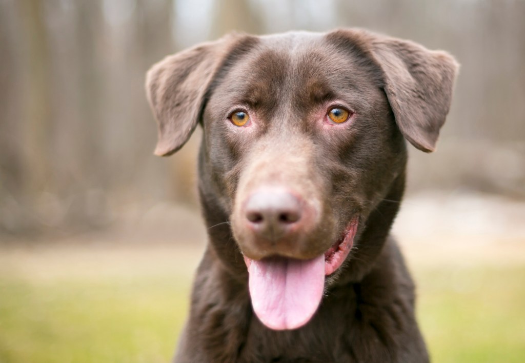 Freundlicher Hund mit heraushängender Zunge.