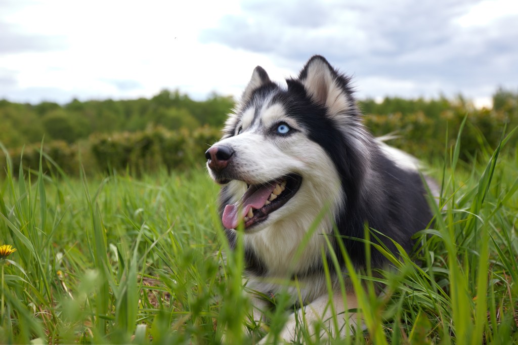 Glücklicher Hund im Gras.