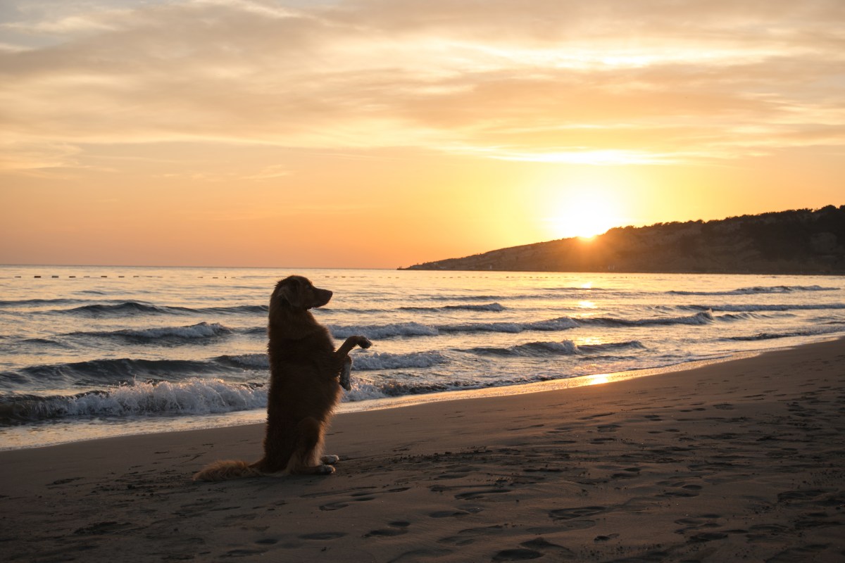 Hund am Strand bei Sonnenuntergang.