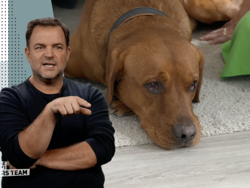Hund trifft Baby: Martin Rütter warnt – „Dann wird es wirklich gefährlich!“
