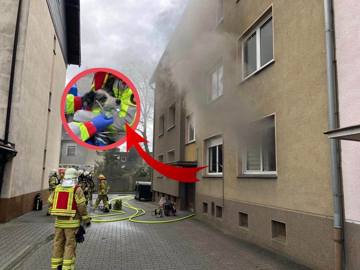 Hund in NRW stirbt qualvoll bei Wohnungsbrand – Feuerwehr kann Halter nur noch die Leiche übergeben