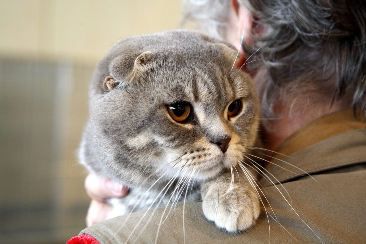 NRW: Tierheim-Mitarbeiter schlagen bei Blick auf Katze Hände überm Kopf zusammen – „Müsste gesetzlich verboten werden“