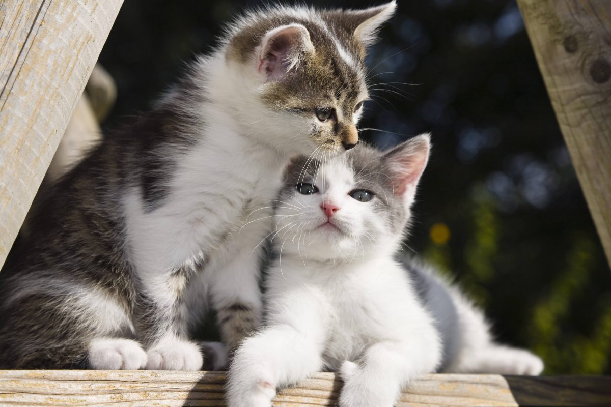 Als diese Katze in ein NRW-Tierheim kam, sahen die Mitarbeiter sofort, dass mit ihrem Bauch etwas nicht stimmt.