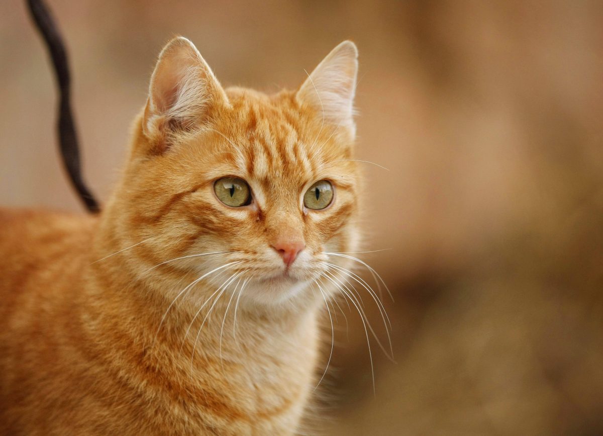 Ein Tierheim in NRW gibt einer Katze einen ungewöhnlichen Name mit schlimmen Hintergrund.