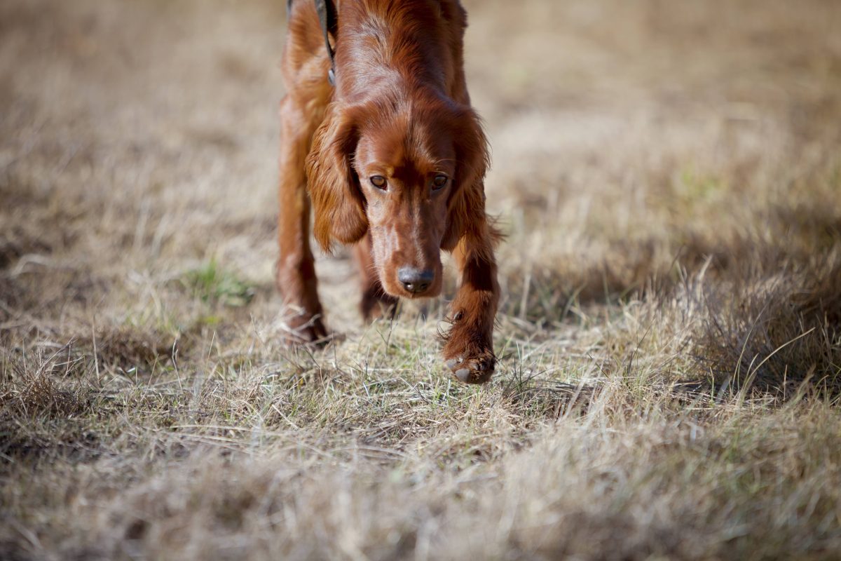 Hund in NRW: Ansteckende Seuche breitet sich aus – auch Halter in Gefahr