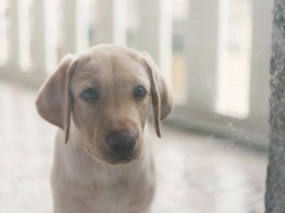 Ein NRW-Tierheim meldet sich nach der Rettung vieler Hunde nun zu Wort.