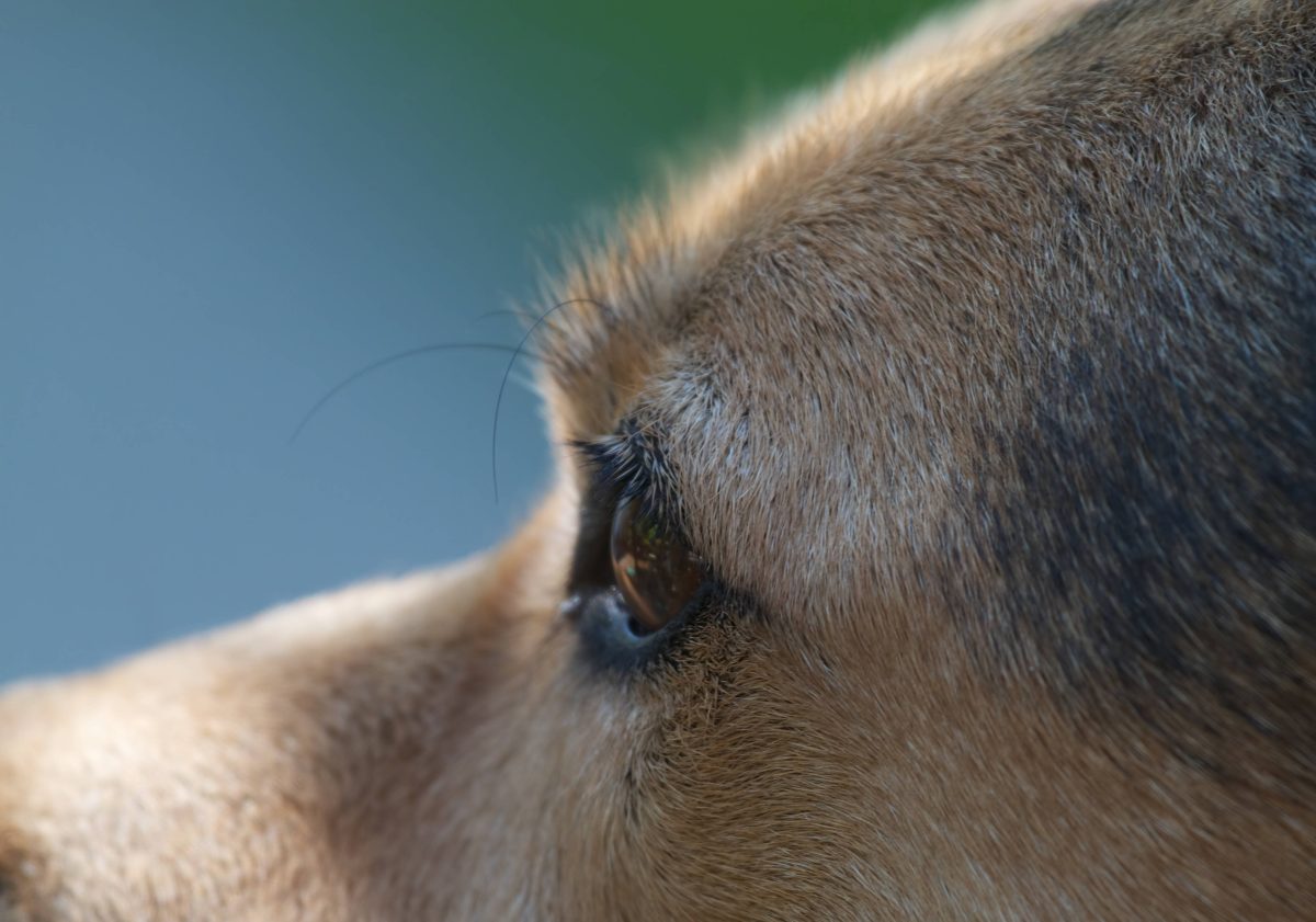 Die Tierärzte hatten keine Wahl, als dieser Hund blutüberströmt in ein NRW-Tierheim kam.