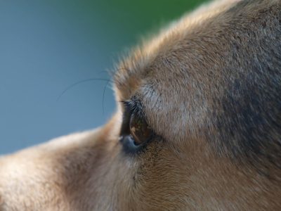 Die Tierärzte hatten keine Wahl, als dieser Hund blutüberströmt in ein NRW-Tierheim kam.