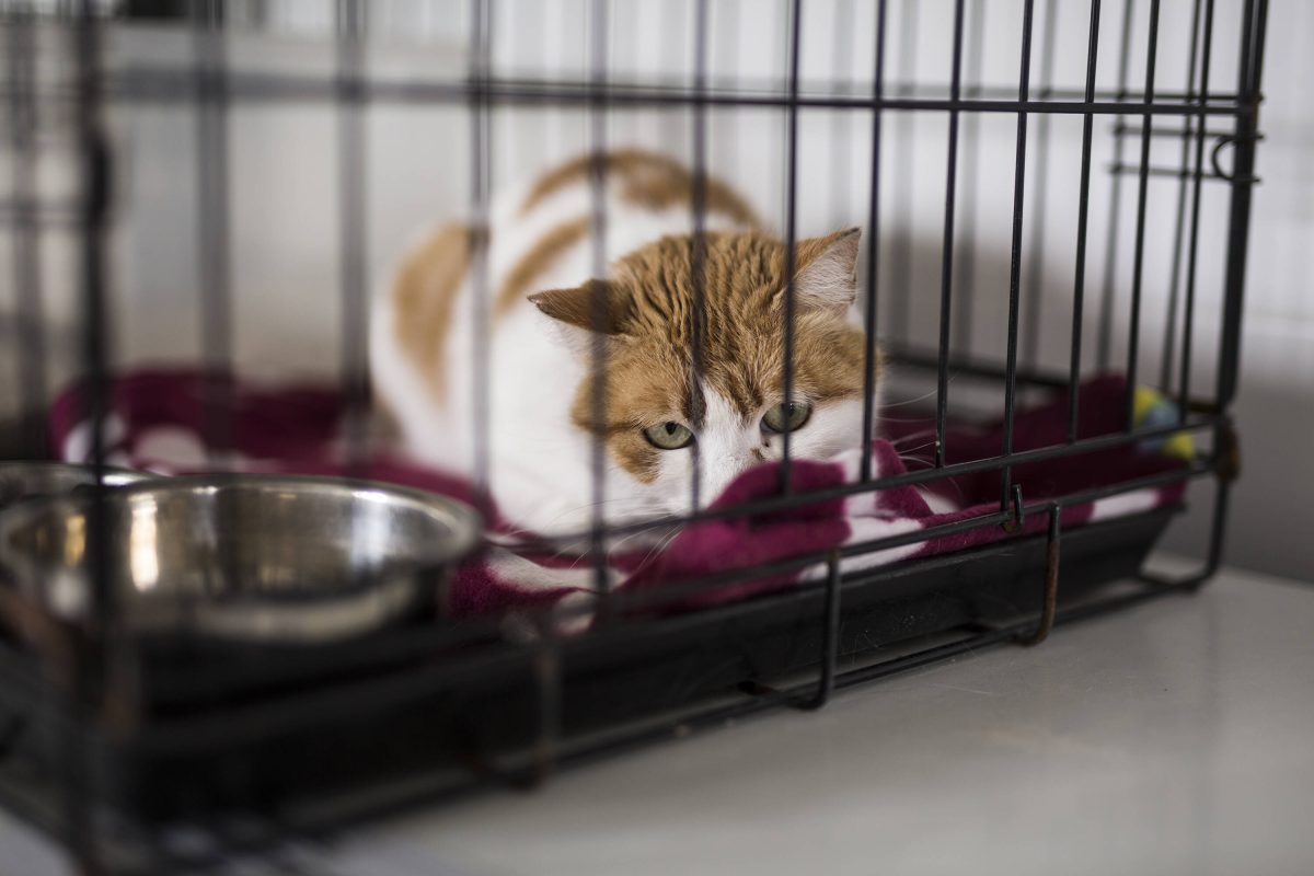 Tierheim in NRW: Katze bangt um ihr Leben