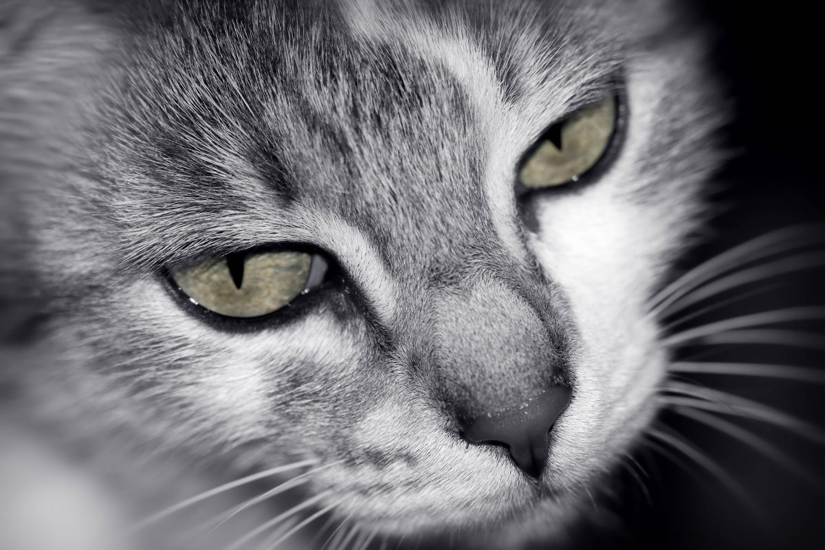 Katze in NRW auf brutale Weise getötet! Tierheim völlig aufgelöst