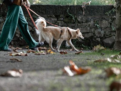 Hunde-Besitzerin aus NRW: AirTag löst Diskussion aus