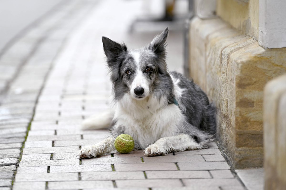 Nachdem ein Hund in Mülheim verstorben ist, bekommt sein Besitzer plötzlich Post.