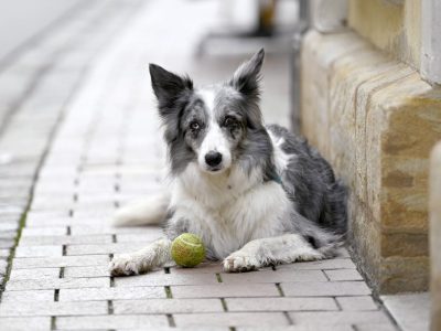 Nachdem ein Hund in Mülheim verstorben ist, bekommt sein Besitzer plötzlich Post.